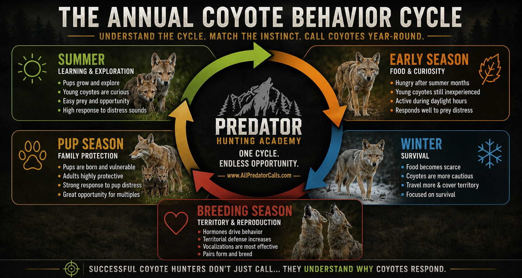 Annual Coyote Behavior Cycle infographic illustrating how coyote behavior changes through Summer, Early Season, Winter, Breeding Season, and Pup Season.