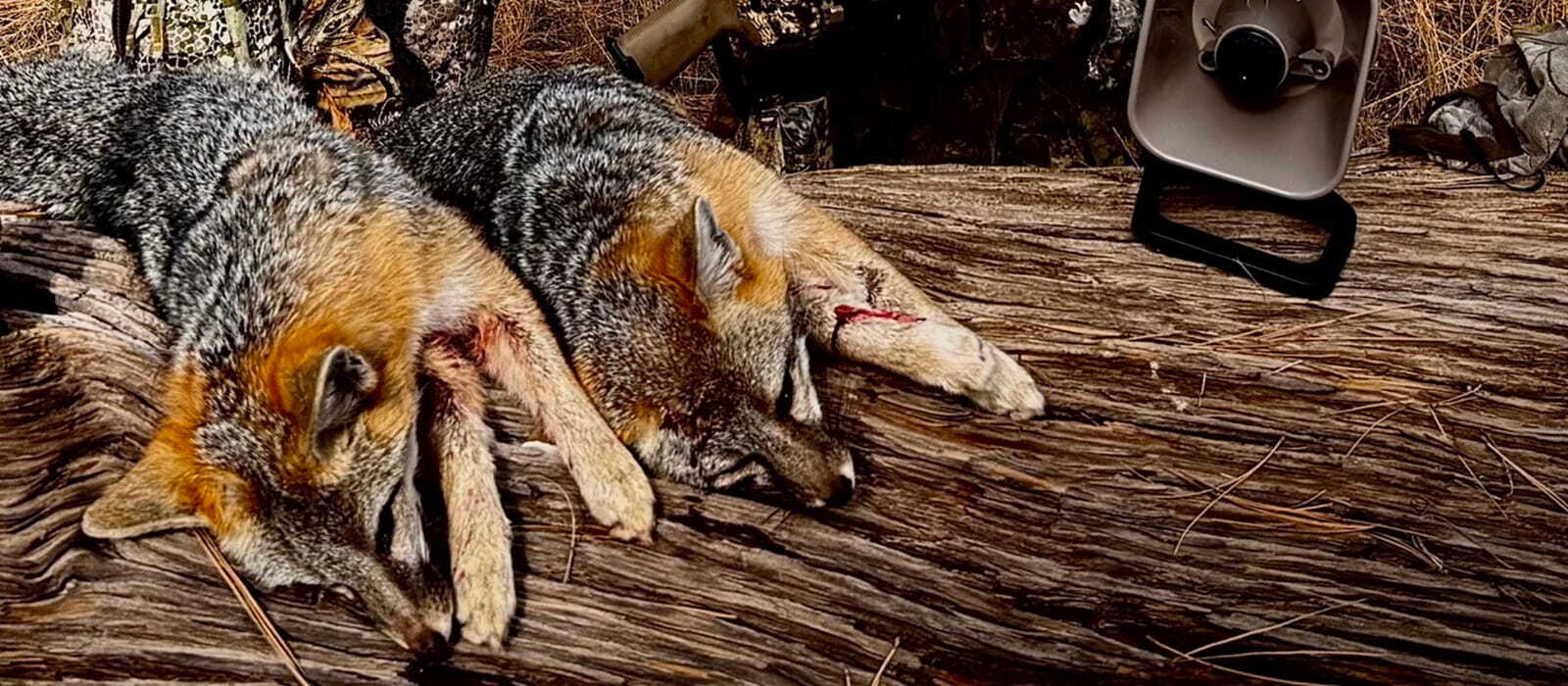 Father's Day Predator Hunting Sale